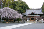 sakura1.jpg