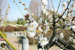 ume.jpg